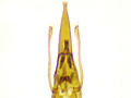Stenus picipes
